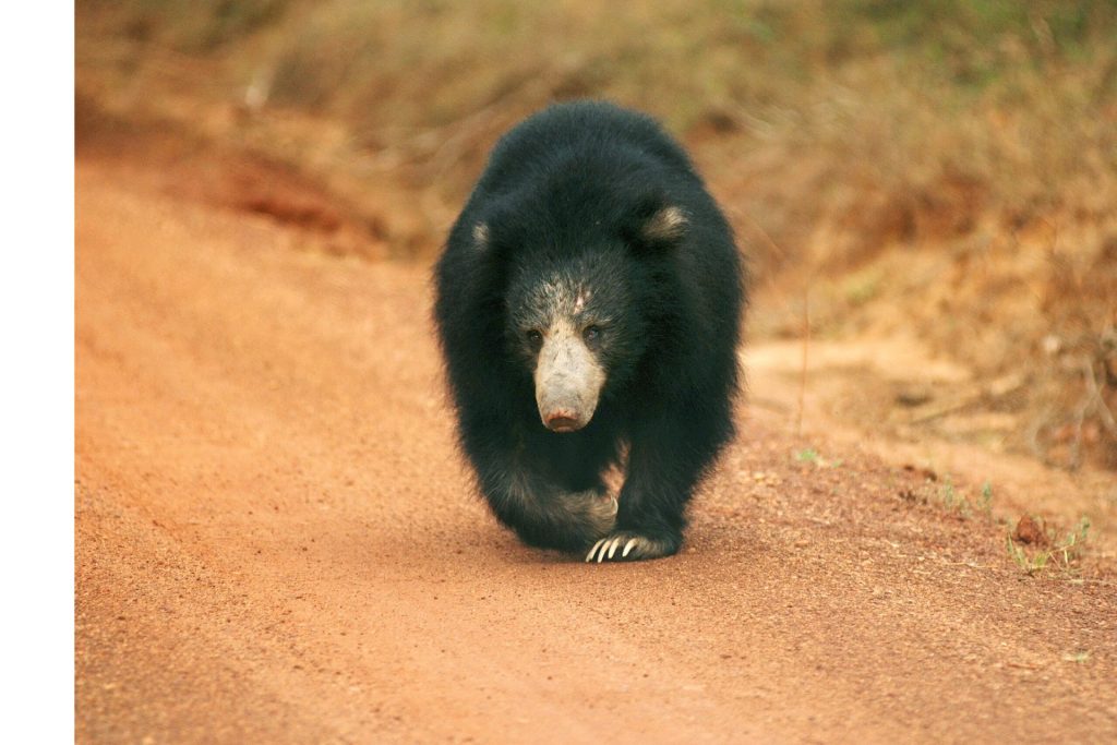 Wild Trails Discovery — gallery