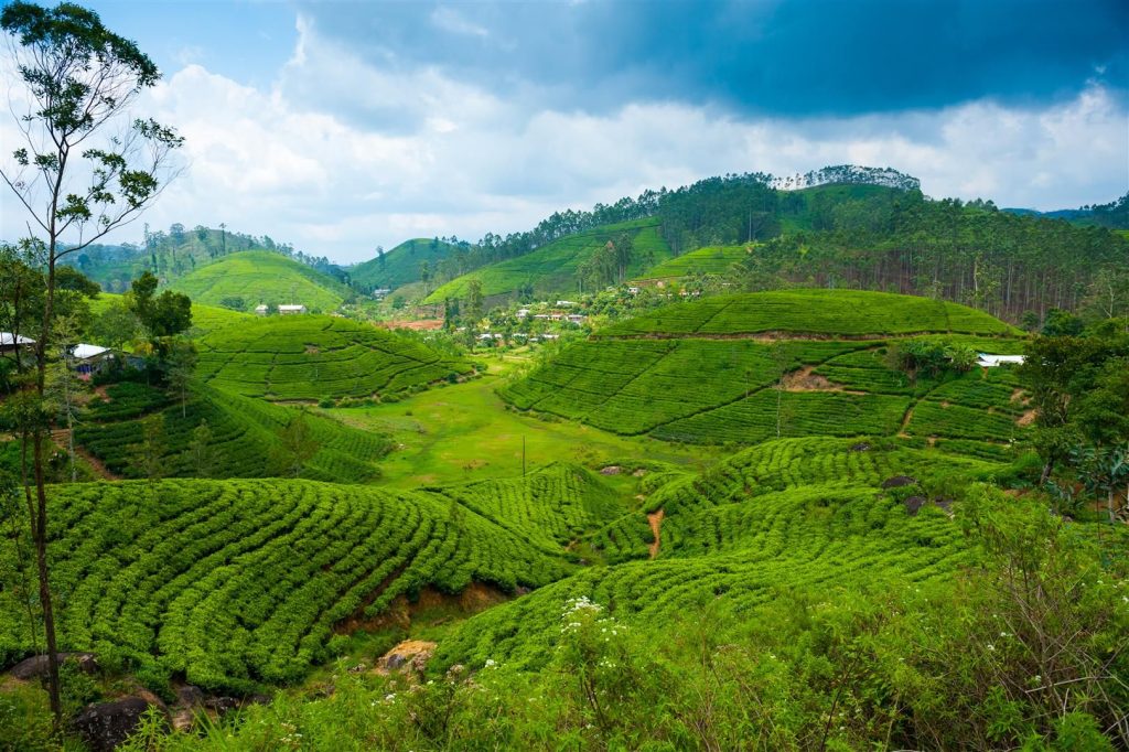 Magical Sri Lanka Family Journey — gallery