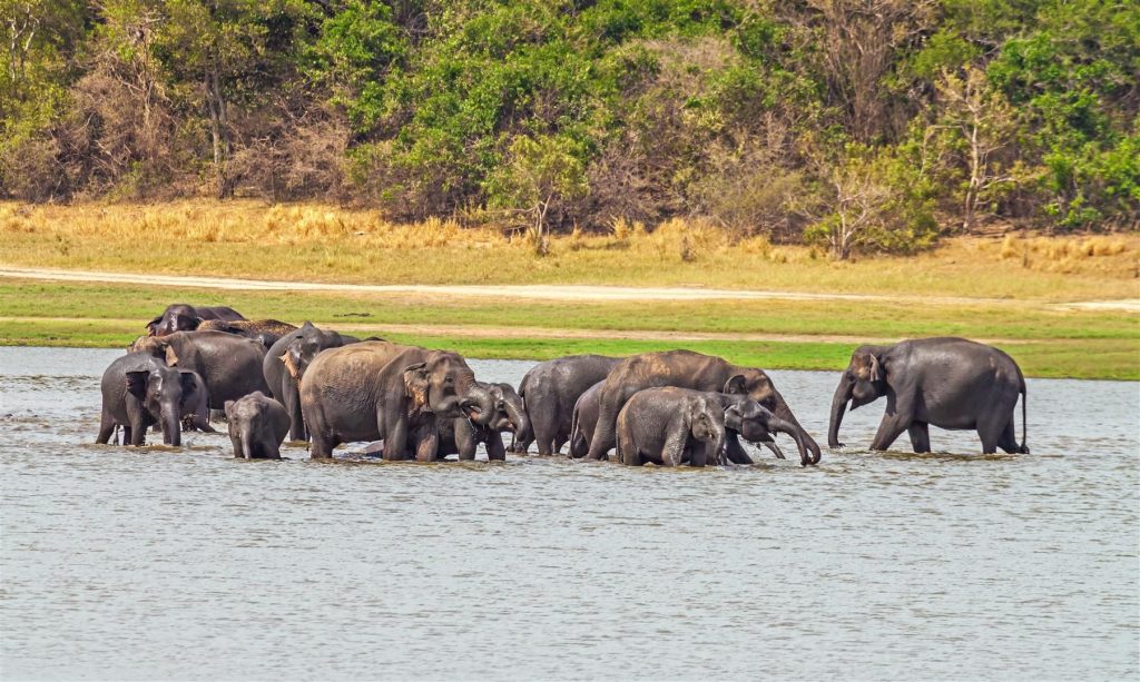 Into Sri Lanka’s Wild — gallery